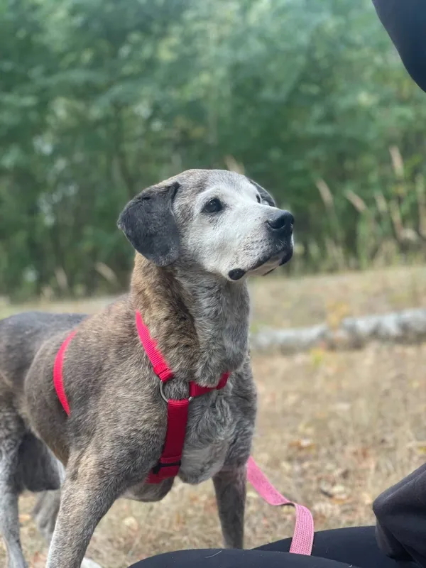 Pies do adopcji, Milanówek, 23 sierpnia 2025 (2/5)