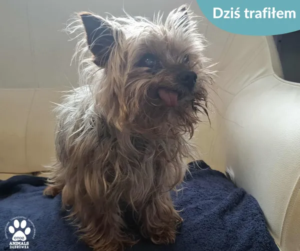 Znaleziono psa, Dąbrówka, 8 sierpnia 2025