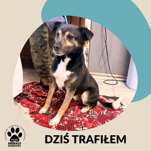 Znaleziono psa, Dąbrówka, 1 stycznia 2026