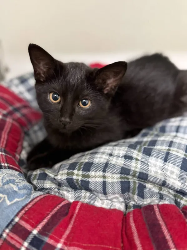 Kot do adopcji, Jelenia Góra, 11 sierpnia 2025 (1/3)