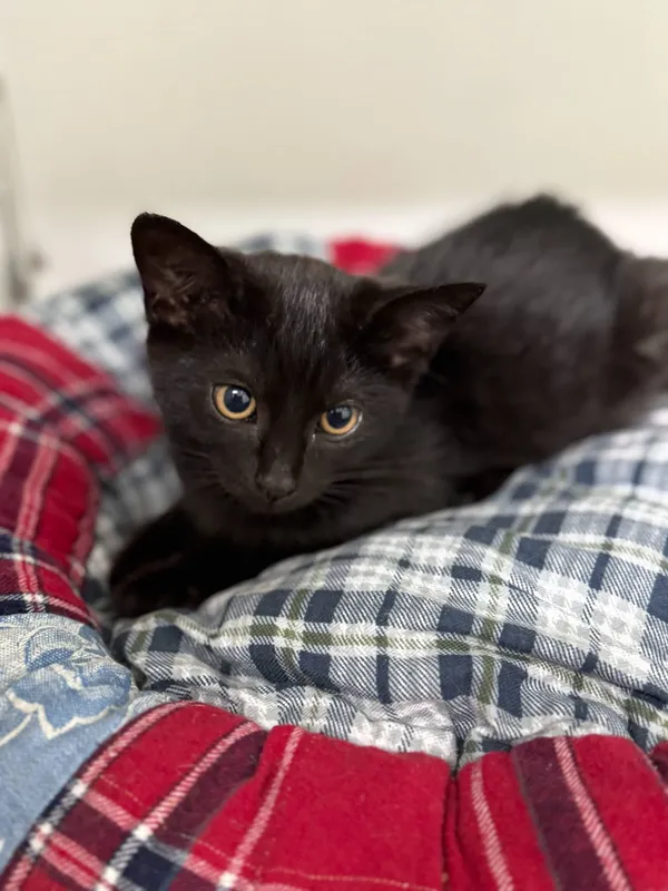 Kot do adopcji, Jelenia Góra, 11 sierpnia 2025 (3/3)