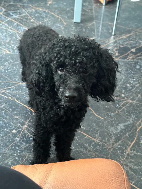 Zaginął pies, Bolszewo, 24 sierpnia 2025 (3/3)