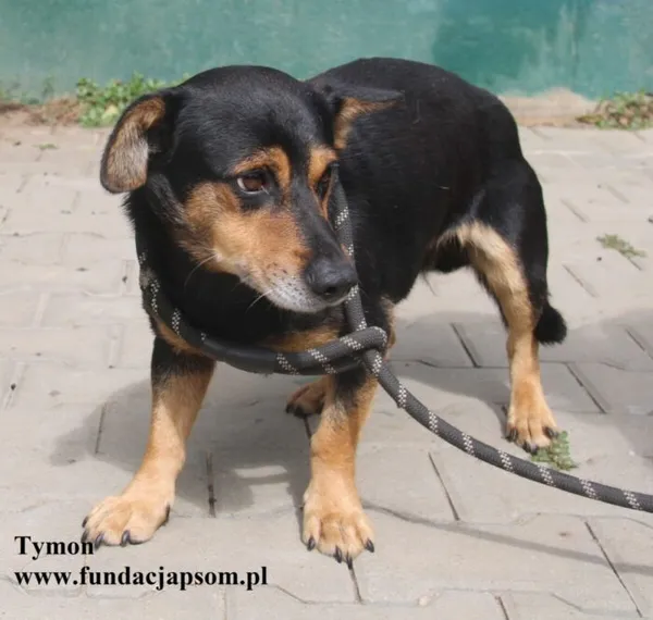 Pies do adopcji, Nowy Dwór Mazowiecki, 23 sierpnia 2025 (1/5)