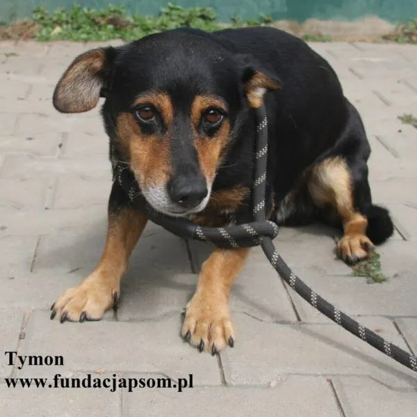 Pies do adopcji, Nowy Dwór Mazowiecki, 23 sierpnia 2025 (5/5)