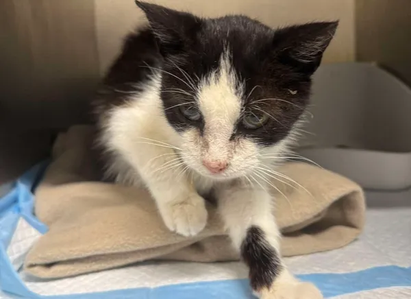 Znaleziono kota, Bydgoszcz, 18 sierpnia 2025