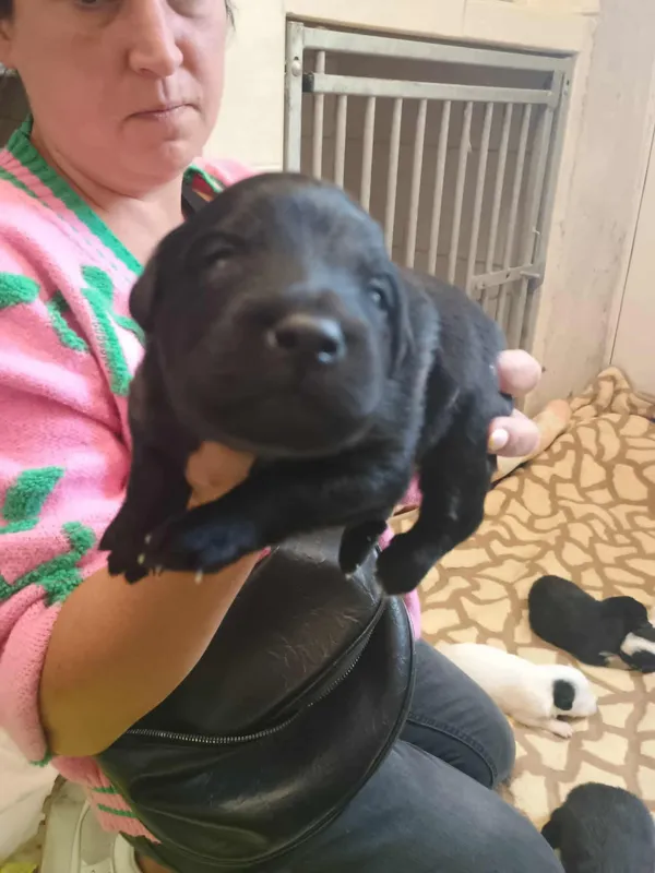 Znaleziono psa, Sosnowiec, 22 sierpnia 2025