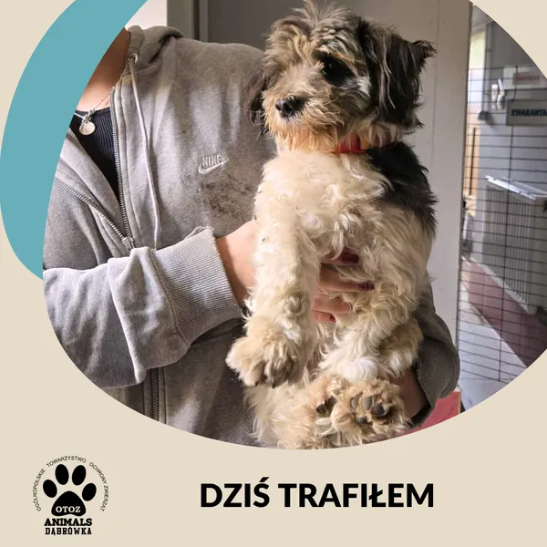 Znaleziono psa, Dąbrówka, 20 sierpnia 2025