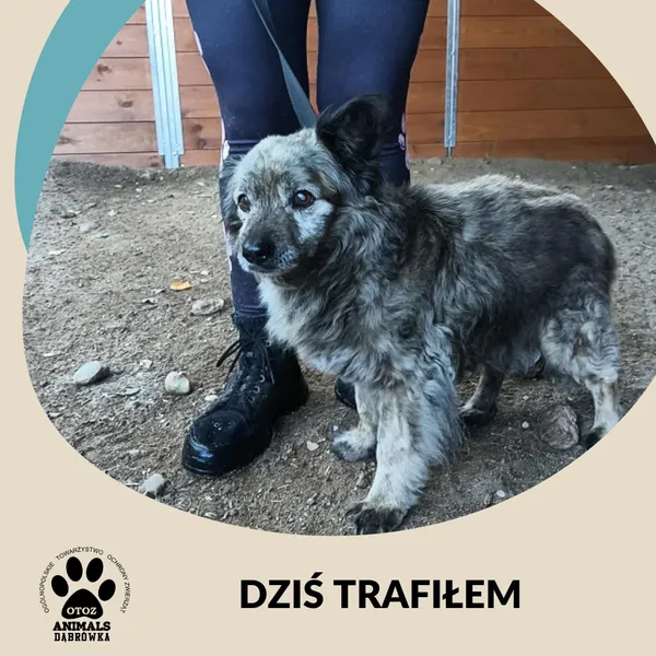 Znaleziono psa, Dąbrówka, 12 sierpnia 2025 (1/2)