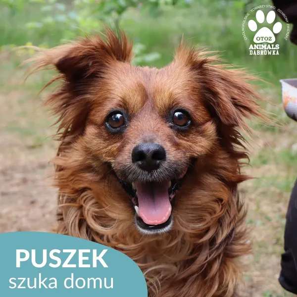 Znaleziono psa, Dąbrówka, 14 czerwca 2026 (1/5)