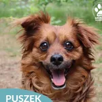 Znaleziono psa