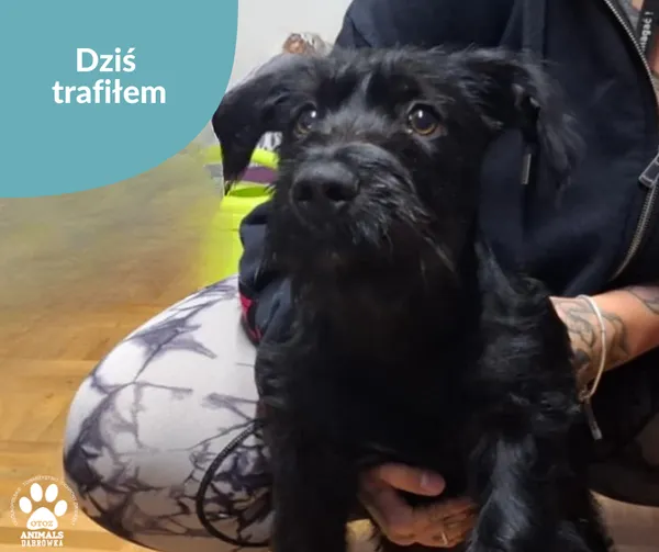 Znaleziono psa, Dąbrówka, 10 sierpnia 2025