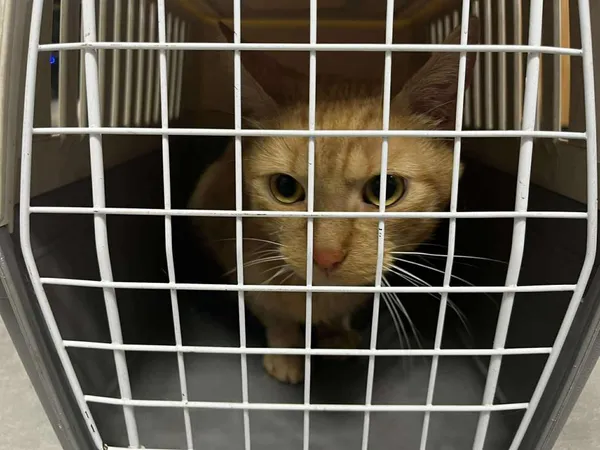 Znaleziono kota, Toruń, 21 sierpnia 2025