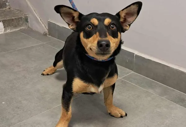 Znaleziono psa, Toruń, 21 sierpnia 2025