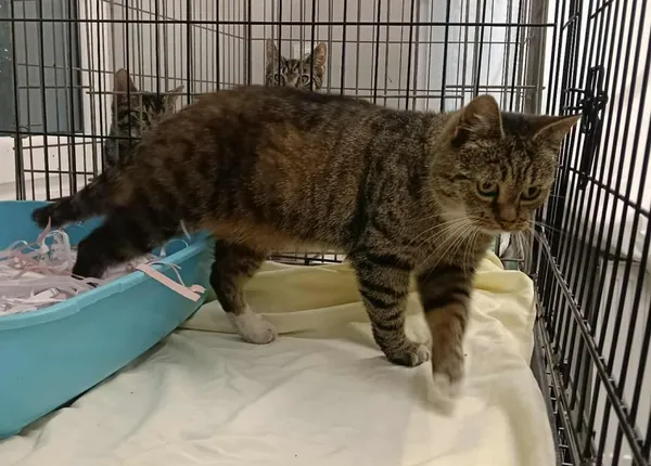 Znaleziono kota, Toruń, 19 sierpnia 2025