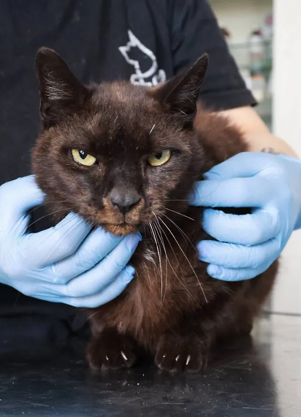 Znaleziono kota, Łódź, 22 sierpnia 2025 (1/3)