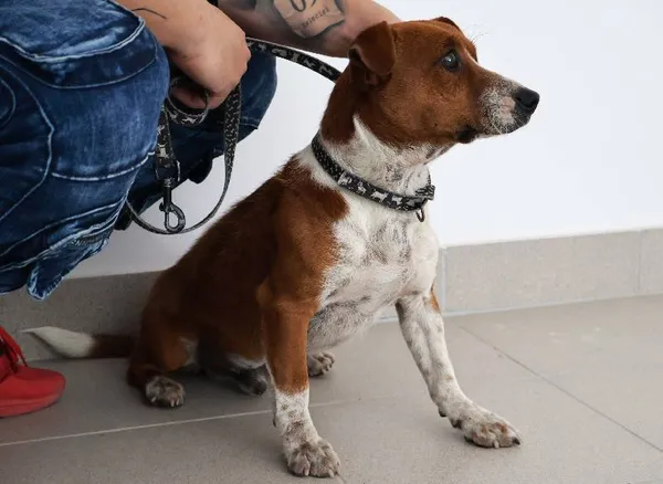 Znaleziono psa, Łódź, 23 sierpnia 2025 (3/3)