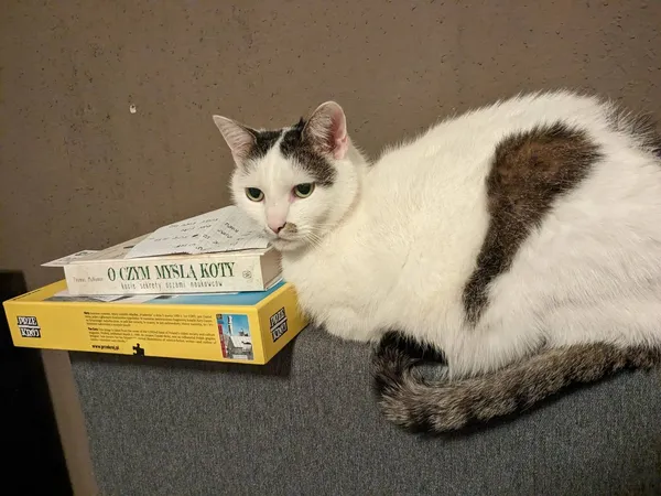 Zaginął kot, Wrocław, Biskupin, 24 sierpnia 2025 (1/3)