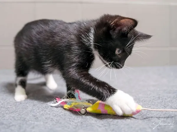 Kot do adopcji, Sopot, 24 sierpnia 2025 (2/4)