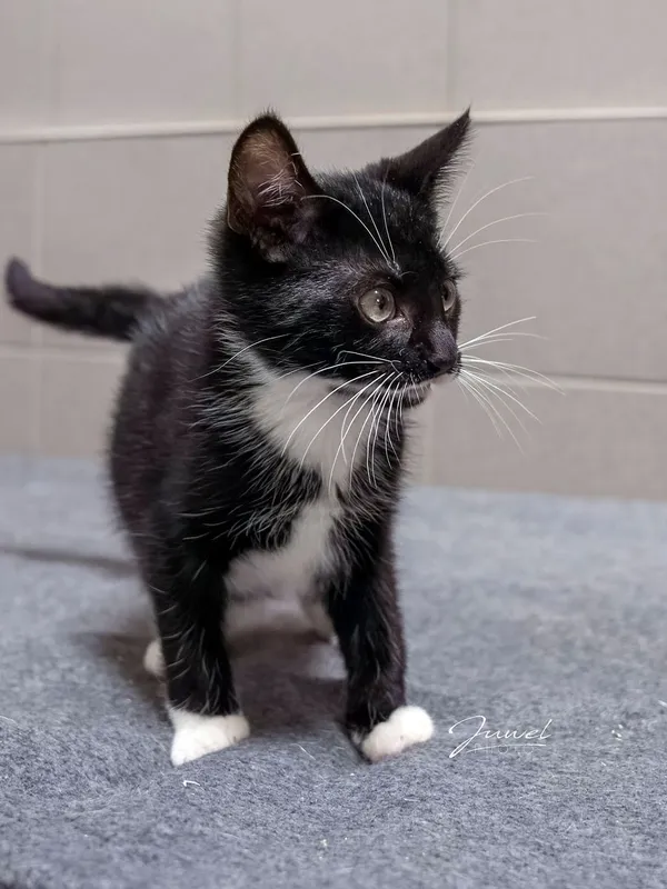 Kot do adopcji, Sopot, 24 sierpnia 2025 (4/4)