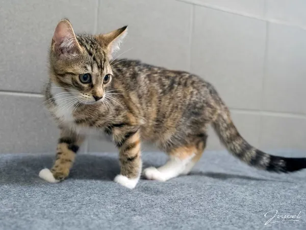 Kot do adopcji, Sopot, 24 sierpnia 2025 (3/5)