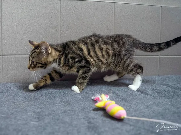 Kot do adopcji, Sopot, 24 sierpnia 2025 (1/5)