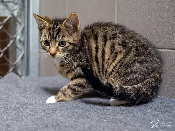 Kot do adopcji, Sopot, 24 sierpnia 2025 (2/5)