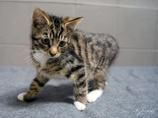 Kot do adopcji, Sopot, 24 sierpnia 2025 (4/5)