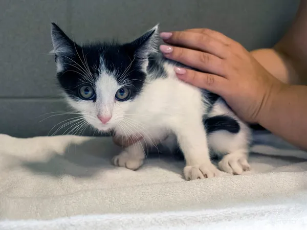 Kot do adopcji, Sopot, 24 sierpnia 2025 (2/5)