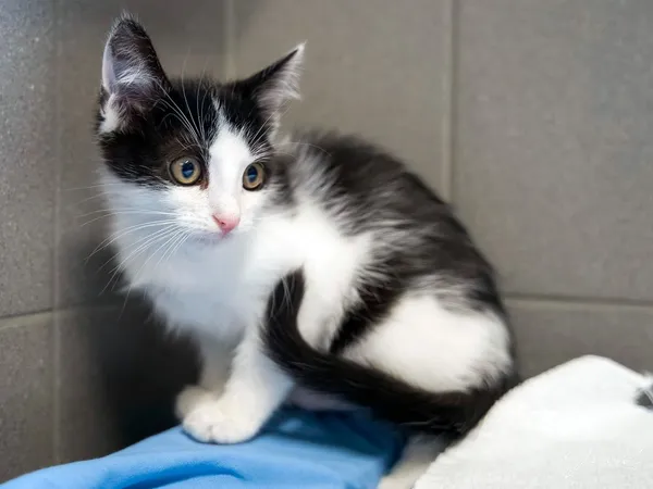 Kot do adopcji, Sopot, 24 sierpnia 2025 (3/5)