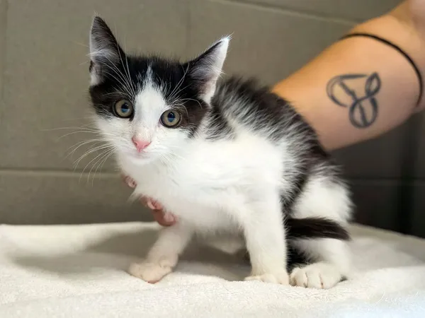 Kot do adopcji, Sopot, 24 sierpnia 2025 (5/5)