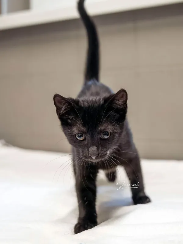 Kot do adopcji, Sopot, 24 sierpnia 2025 (1/5)