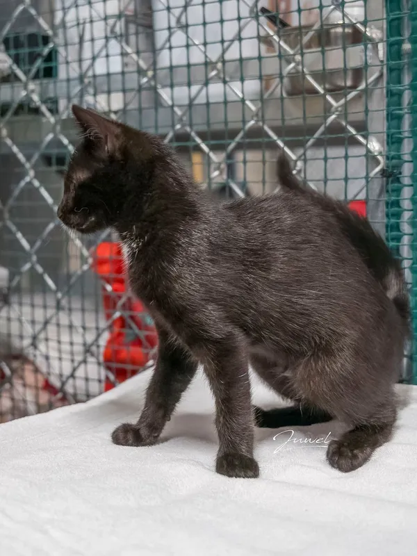 Kot do adopcji, Sopot, 24 sierpnia 2025 (3/5)