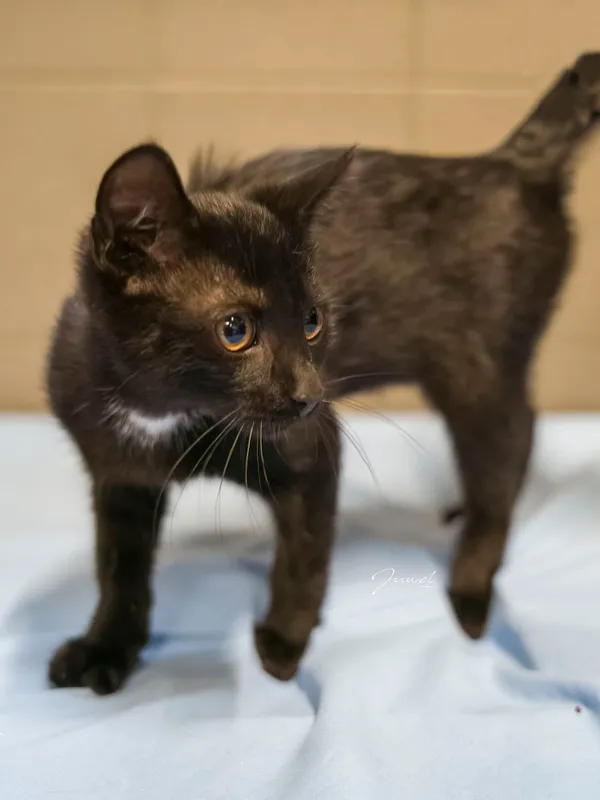 Kot do adopcji, Sopot, 24 sierpnia 2025 (4/5)