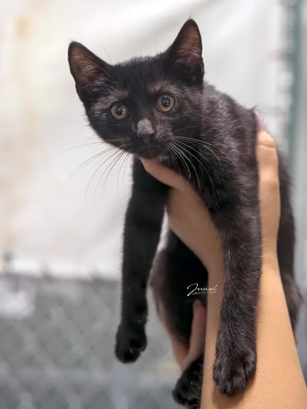 Kot do adopcji, Sopot, 24 sierpnia 2025 (5/5)