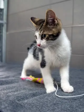 Kot do adopcji, Sopot, 24 sierpnia 2025 (2/4)