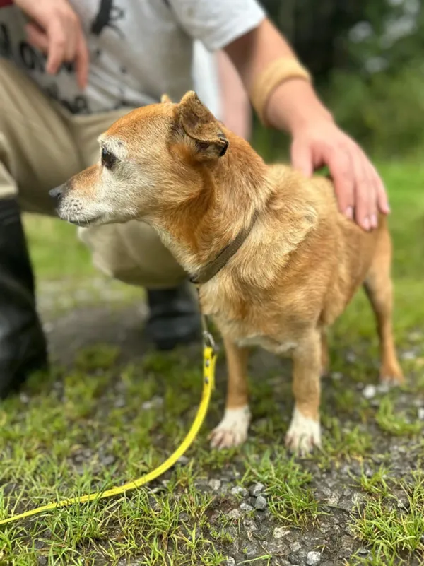 Znaleziono psa, Żywiec, 23 sierpnia 2025 (4/5)