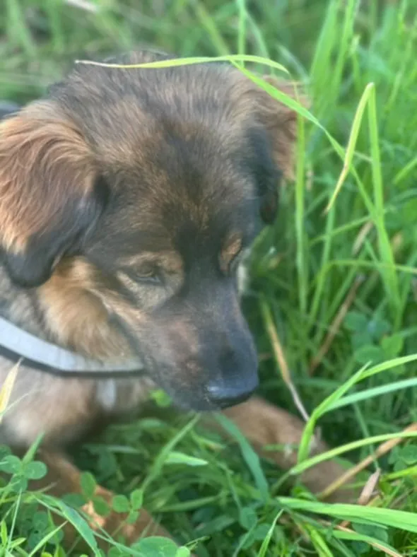 Znaleziono psa, Żywiec, 23 sierpnia 2025 (2/5)