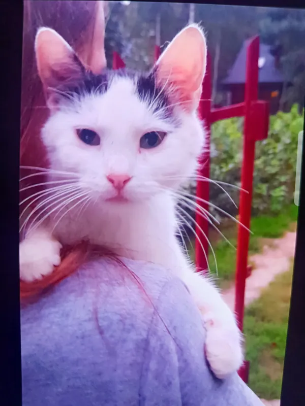 Zaginął kot, Mińsk Mazowiecki, 24 sierpnia 2025