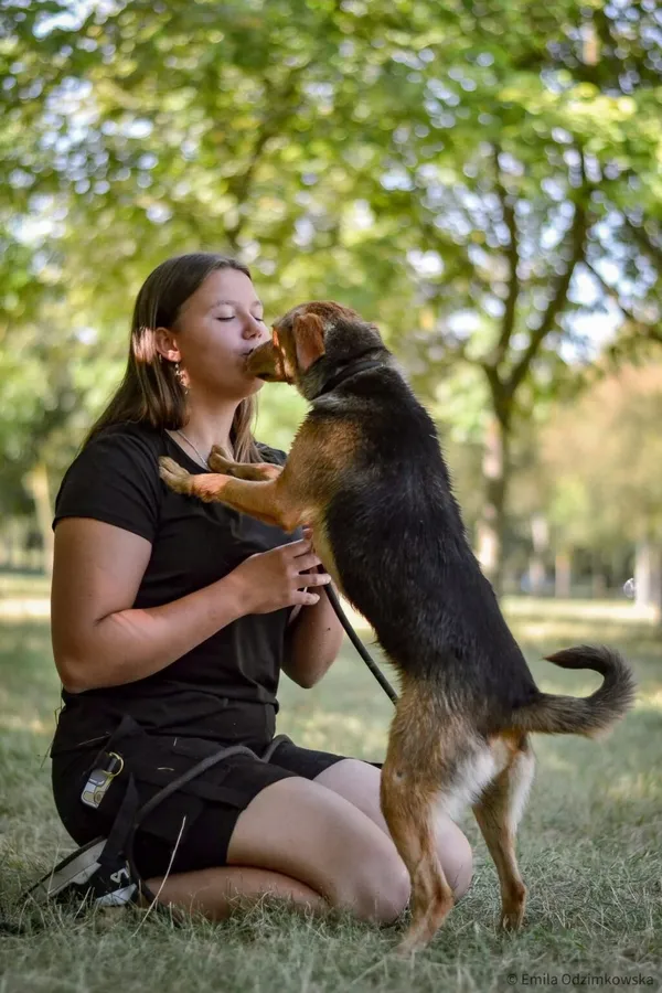 Pies do adopcji, Radom, 24 sierpnia 2025 (3/5)