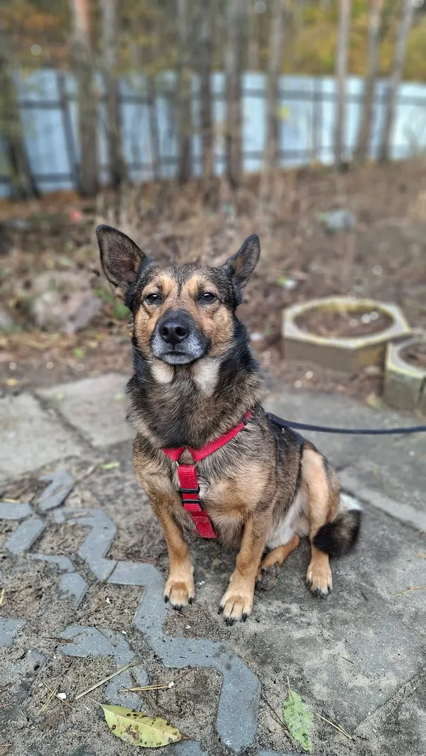 Pies do adopcji, Milanówek, 26 października 2025 (1/5)