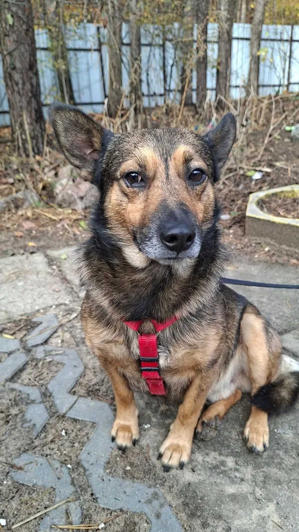 Pies do adopcji, Milanówek, 26 października 2025 (2/5)