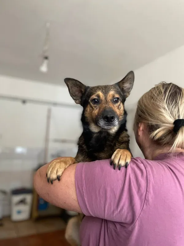 Pies do adopcji, Milanówek, 26 października 2025 (5/5)