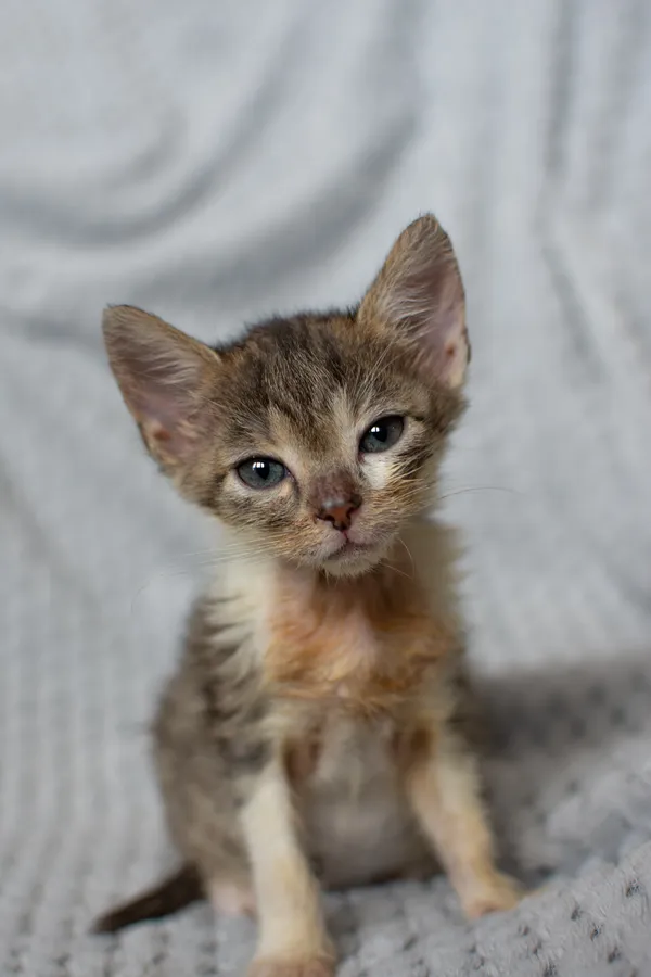 Znaleziono kota, Sosnowiec, 21 sierpnia 2025 (4/5)