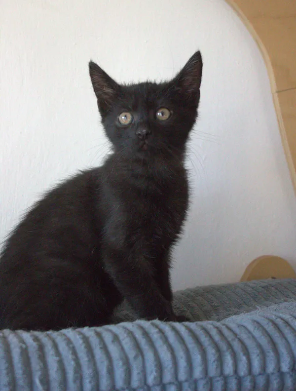 Znaleziono kota, Sosnowiec, 21 sierpnia 2025 (4/5)