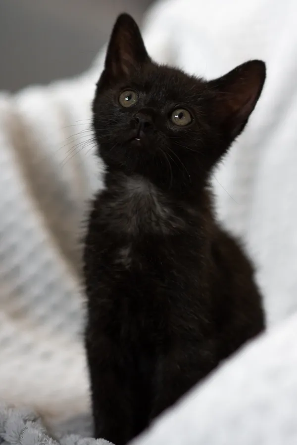 Znaleziono kota, Sosnowiec, 21 sierpnia 2025 (1/3)