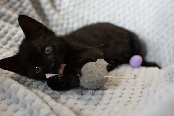 Znaleziono kota, Sosnowiec, 21 sierpnia 2025 (2/3)