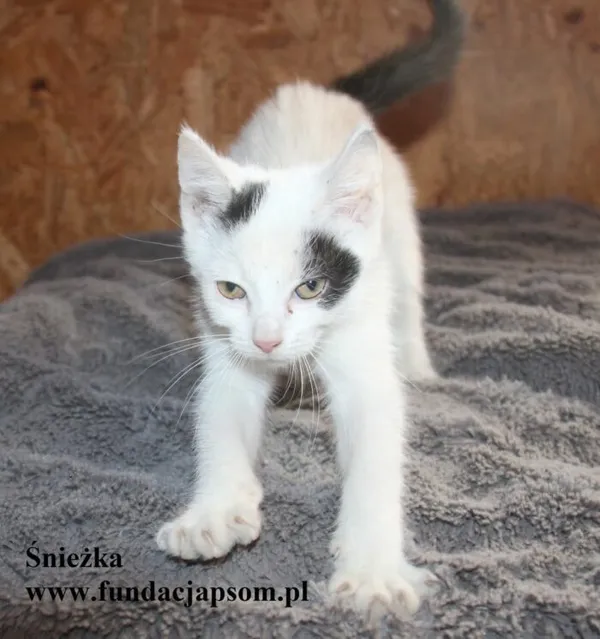 Kot do adopcji, Nowy Dwór Mazowiecki, 25 sierpnia 2025 (2/4)