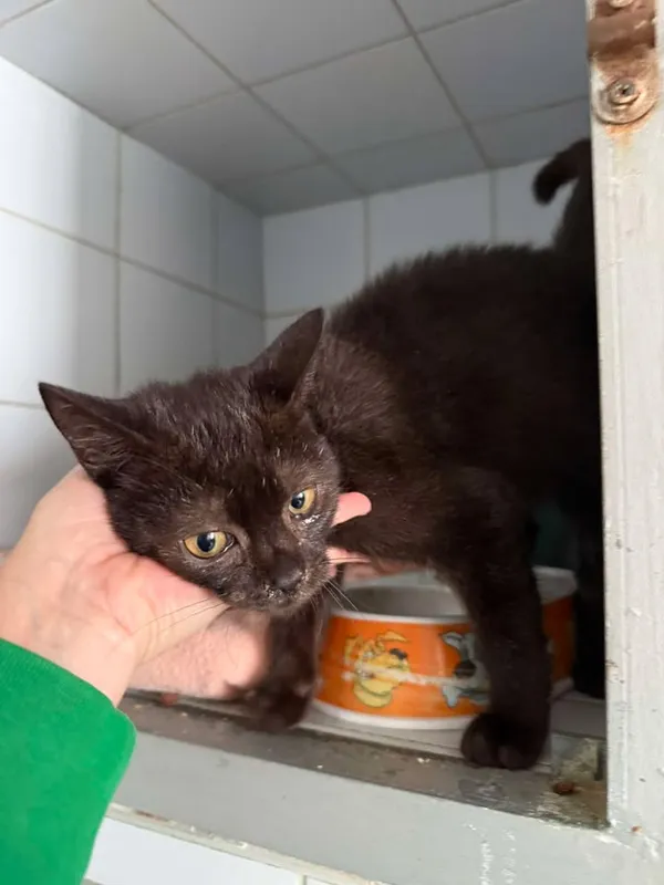 Znaleziono kota, Lublin, 23 sierpnia 2025