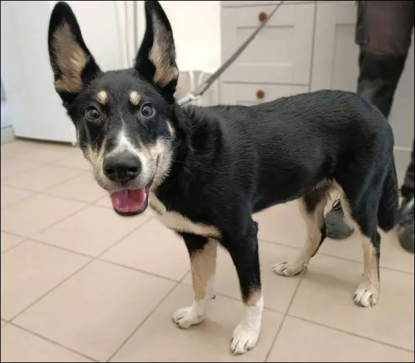 Znaleziono psa, Grudziądz, 24 sierpnia 2025