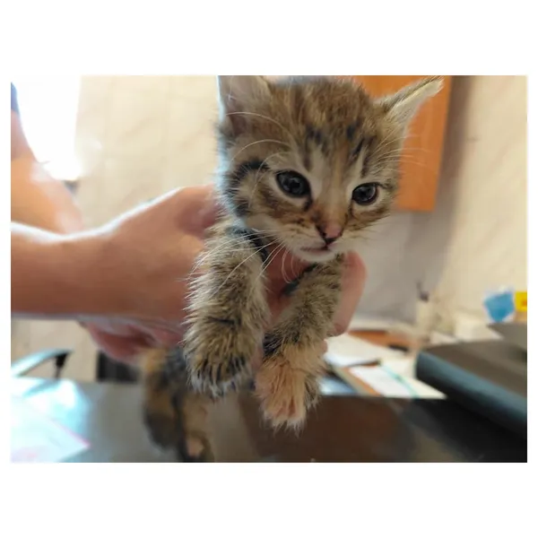 Znaleziono kota, Białystok, 21 sierpnia 2025